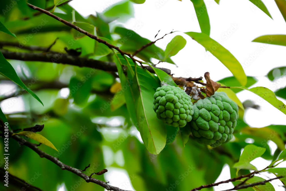 The custard is laying at the end of the branch. The custard is laying at the end of the branch.