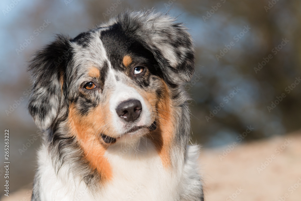 Australian Shepherd portrait Australian Shepherd portrait