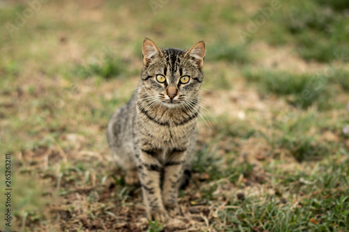 tabby cats in park © pelinunluturk
