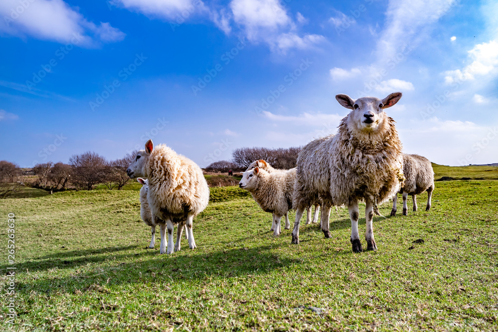 Funny Flock of Staring Sheep looking into the camera Funny Flock of Staring Sheep looking into the camera