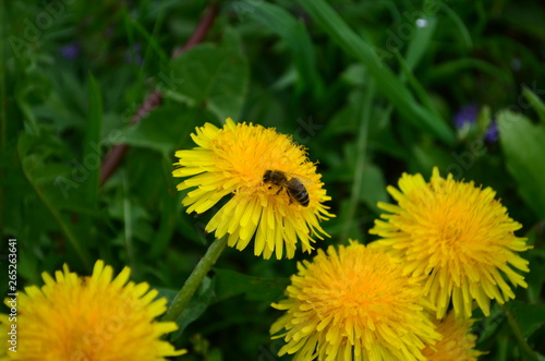 beautiful yellow dandelion and honey bee in a green field