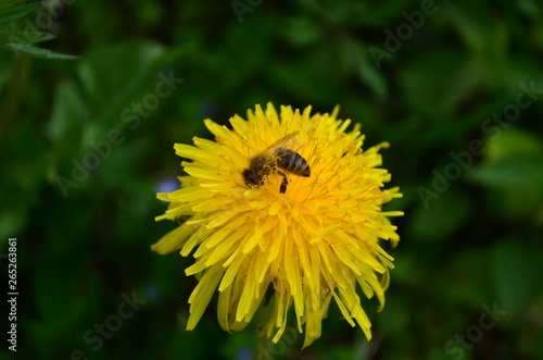 beautiful yellow dandelion and honey bee in a green field