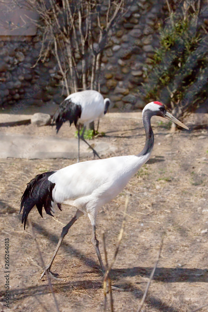 Obraz premium Red-crowned crane. The Japanese crane is a sacred bird in Japan and in China. The Japanese crane is one of the largest, its height is about 158 cm, and the weight is 7.5 kg. Most of the plumage, inclu