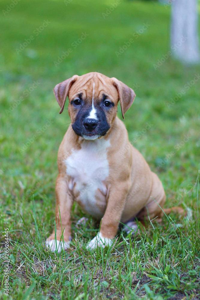 American Staffordshire Terrier. Brown puppy. American puppy
