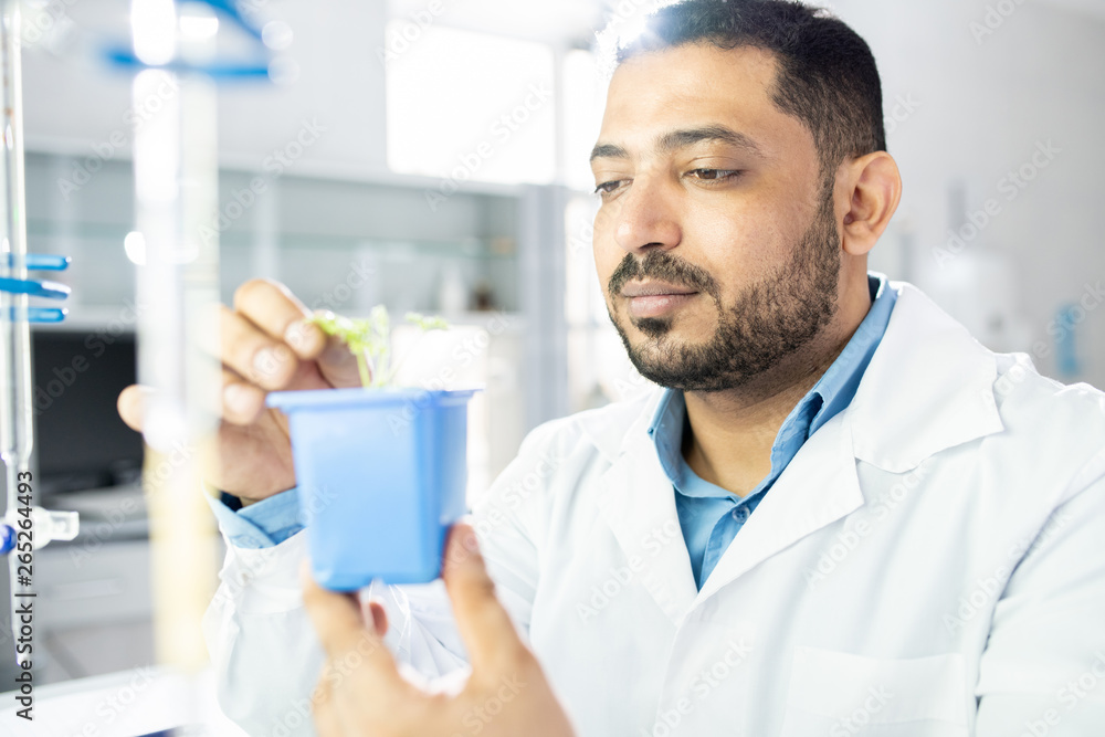 Serious thoughtful young middle-eastern scientist in white coat examining seedling in pot while making biological research in laboratory