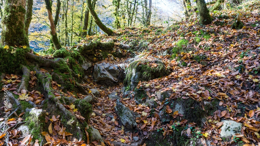 Mossy roots of trees covered by moss and fallen autumn leaves in Sochi, Russia