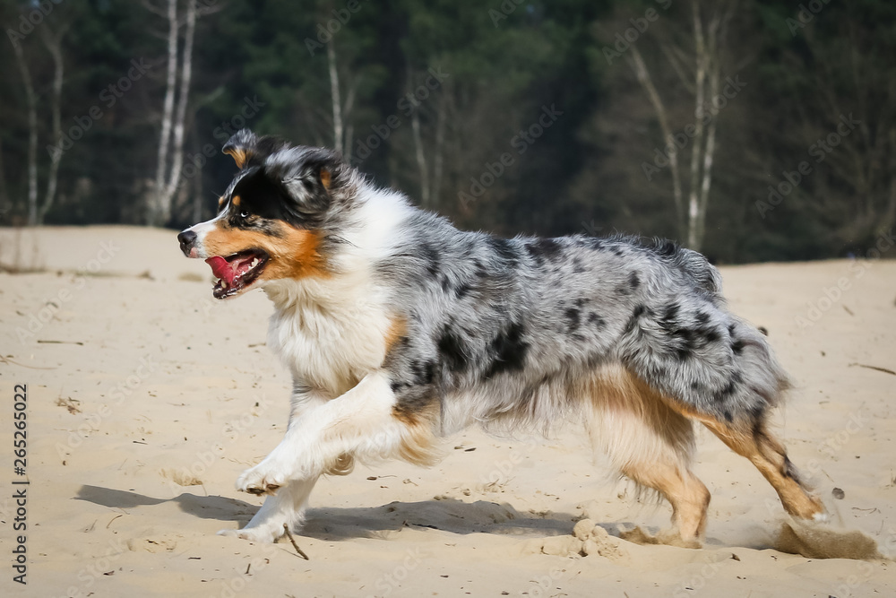 Blue merle Australian Shepherd Blue merle Australian Shepherd