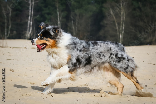 Blue merle Australian Shepherd