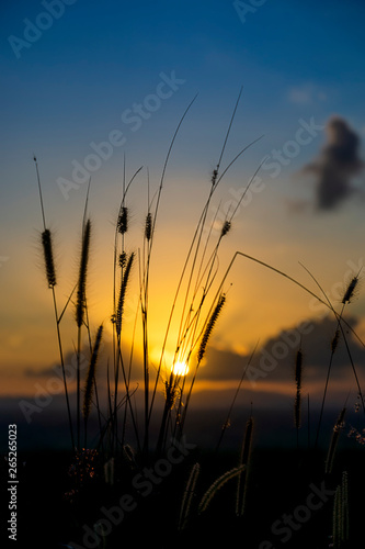 flower grass with blur background. © noppharat