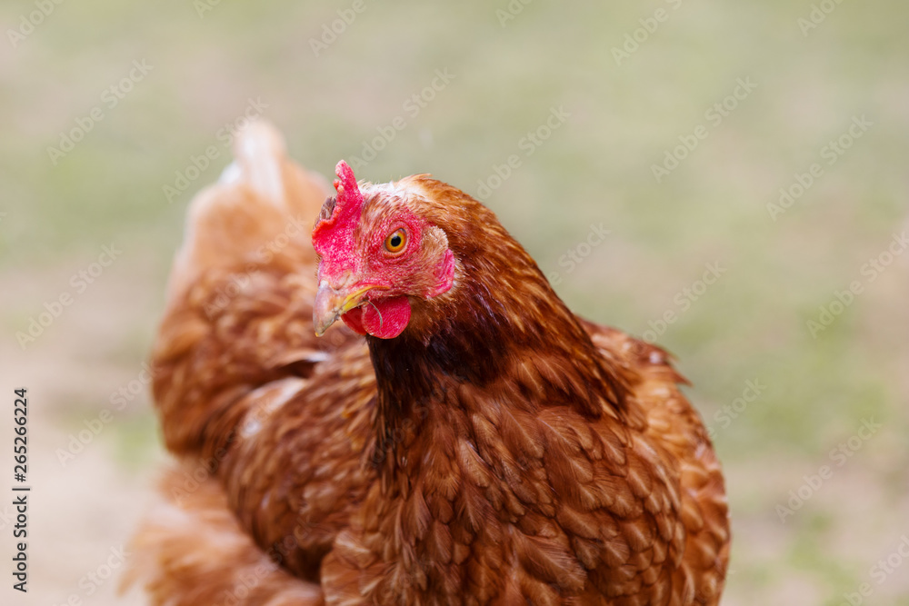 Head of a brown hen, chicken's portrait