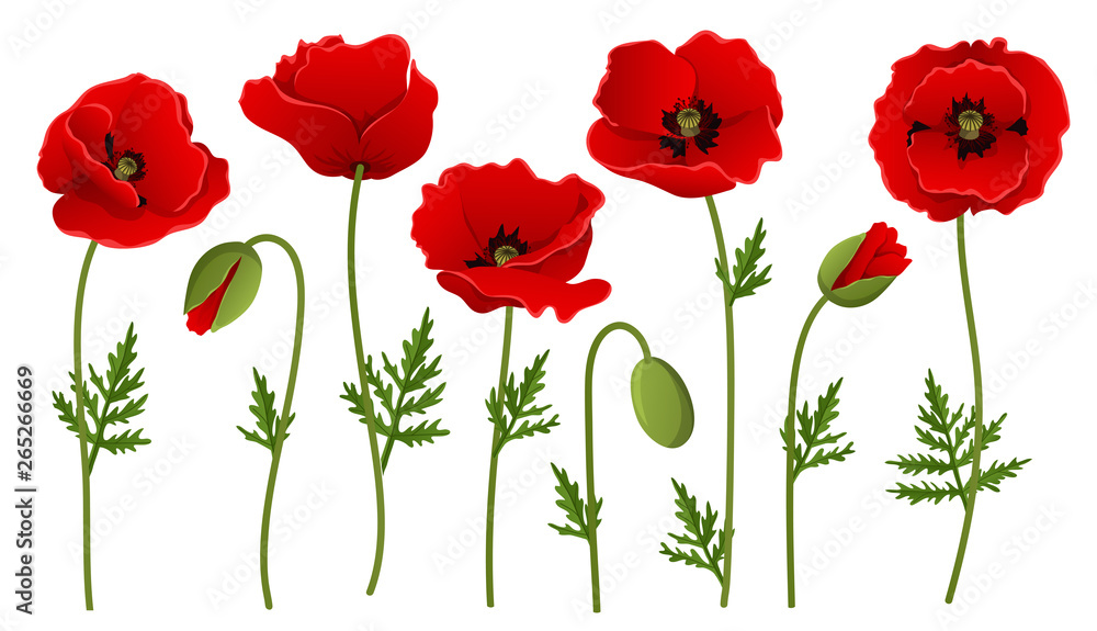 Red poppy flower collection with bud and leaf. Vector illustration isolated on white, for summer and spring designs, in different positions and red petals
