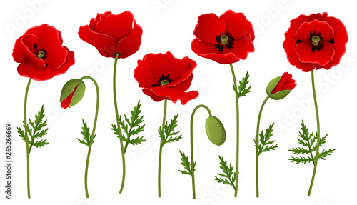 Red poppy flower collection with bud and leaf. Vector illustration isolated on white, for summer and spring designs, in different positions and red petals © schondrienn