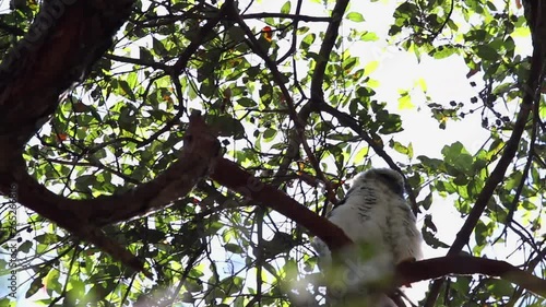 Fluffy white juvenile Powerful owl (Ninox strenua)balances on a windy tree branch outdoors. In daylight framed by leaves on tree branch. Handheld. Low Angle. photo