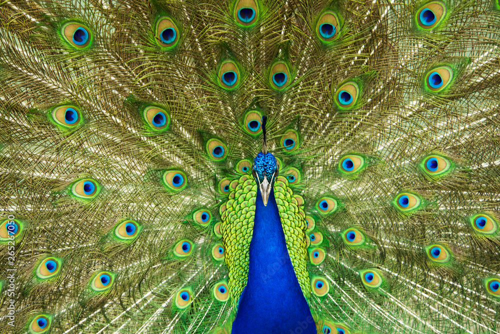 Obraz premium A Peacock showing his colorful feathers, Australia