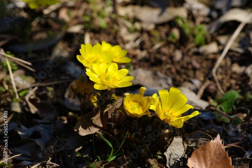 Obraz na płótnie Amur adonis 
