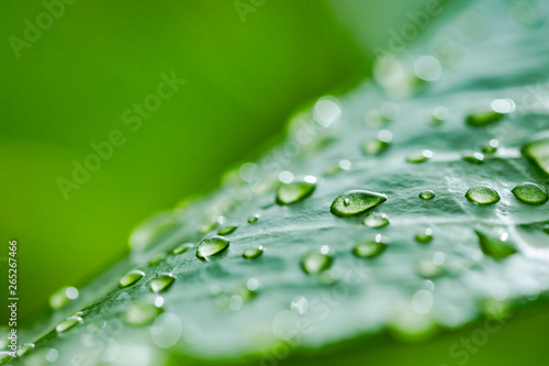 Closeup of beautiful drops of transparent rain water on a green leaf. Drops of dew in the morning glow in the sun. Beautiful leaf texture in nature