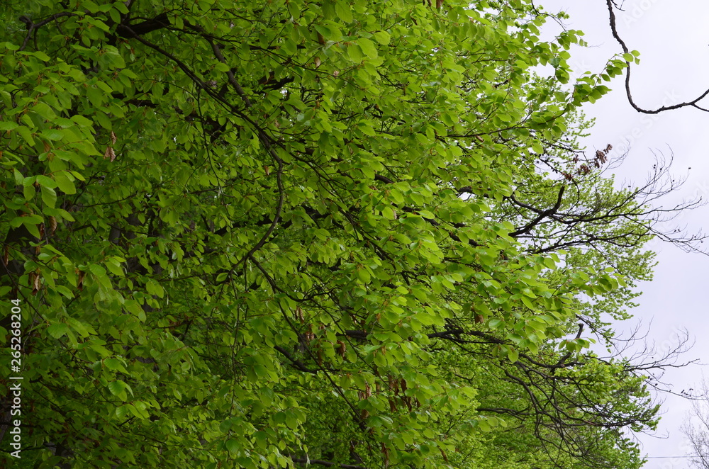 Fototapeta premium Spring beech forest with fresh light green foliage