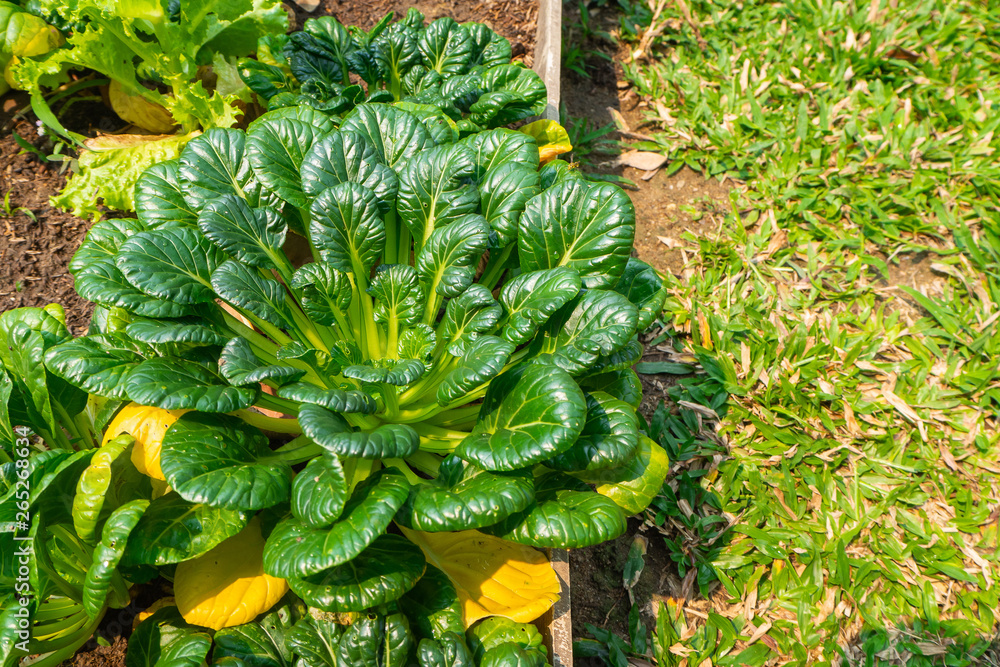 Close-up of growing Tatsoi. Close-up of growing Tatsoi.