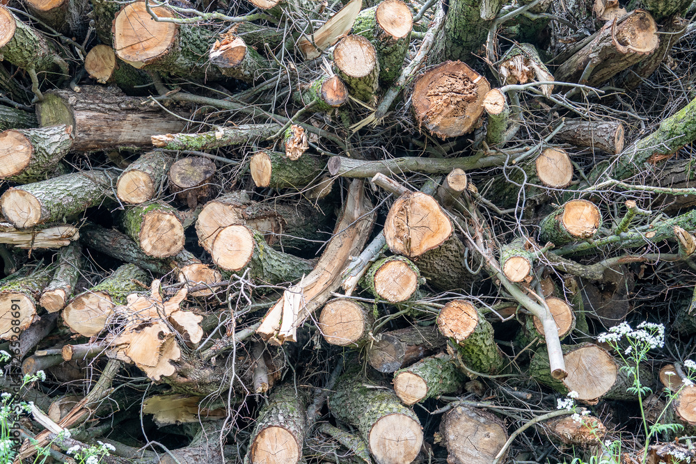 A pile of felled trees ready to be used as fuel for the fireplace A pile of felled trees ready to be used as fuel for the fireplace