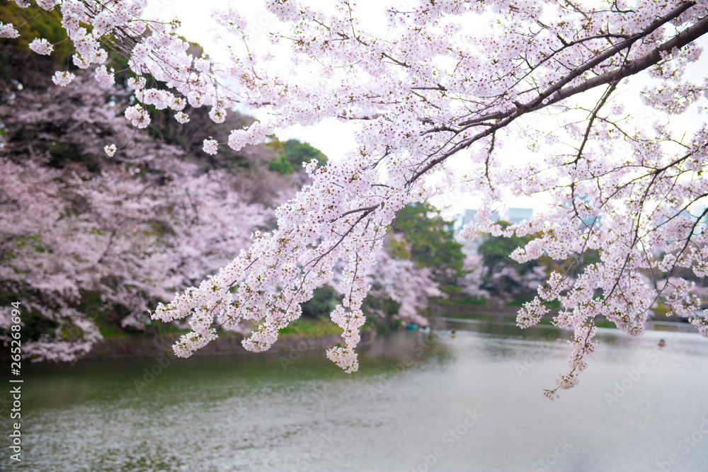 Cherry Blossoms Cherry Blossoms