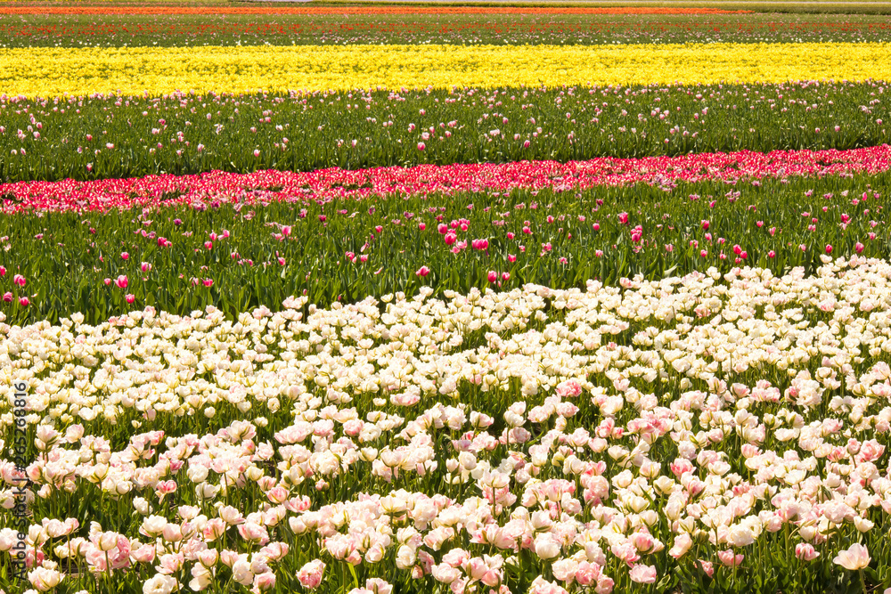 Tulip fields the Netherlands