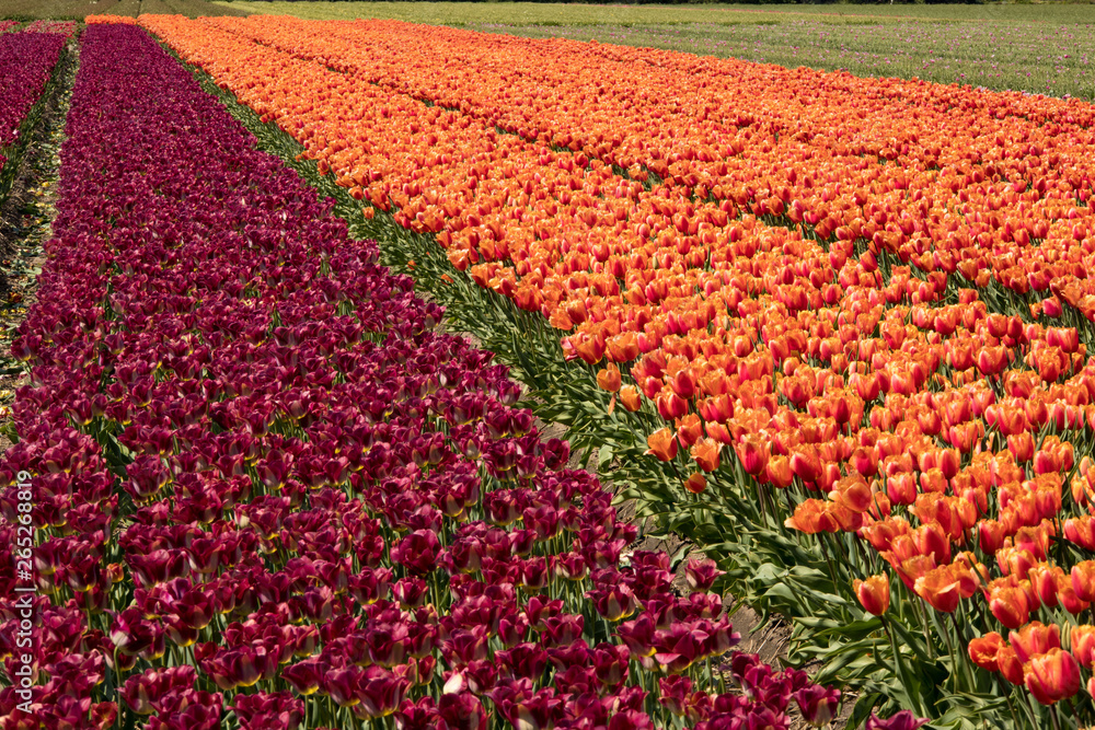 Tulip field