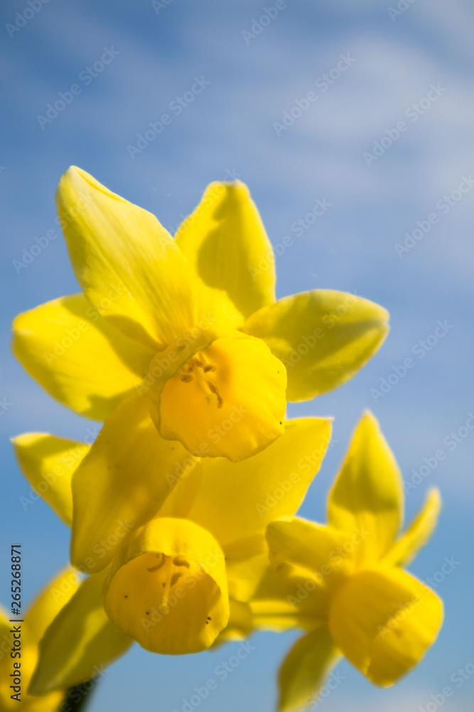 Flower Flower