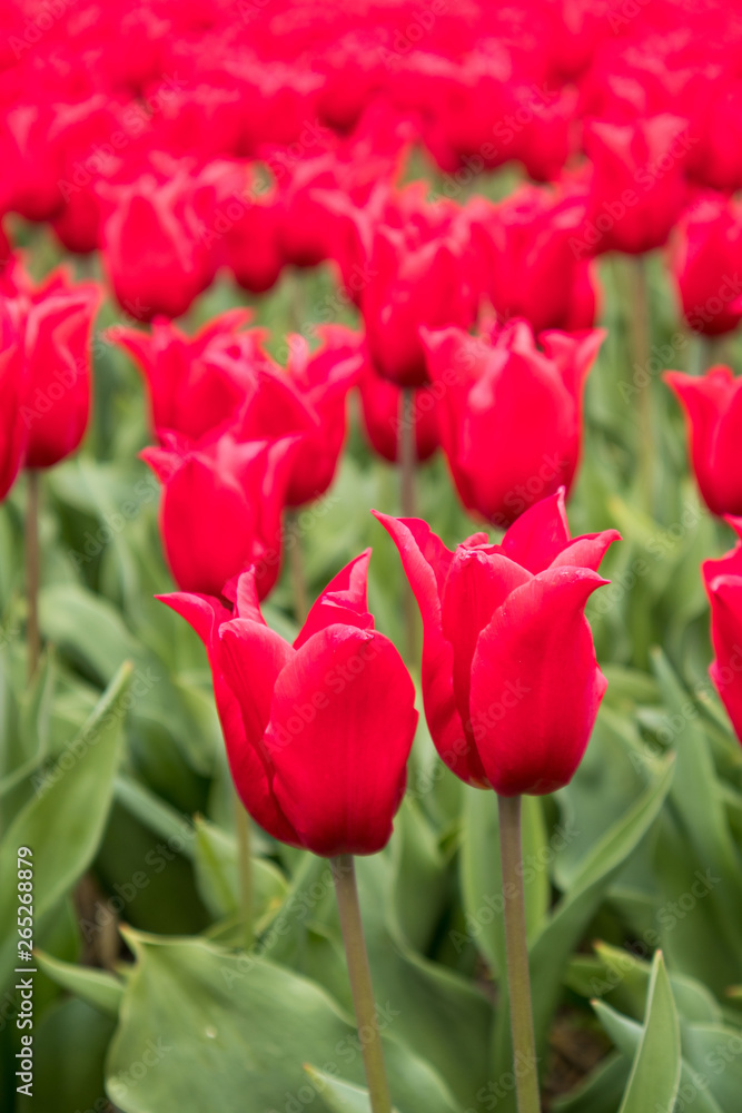 Fototapeta premium Tulip fields the Netherlands