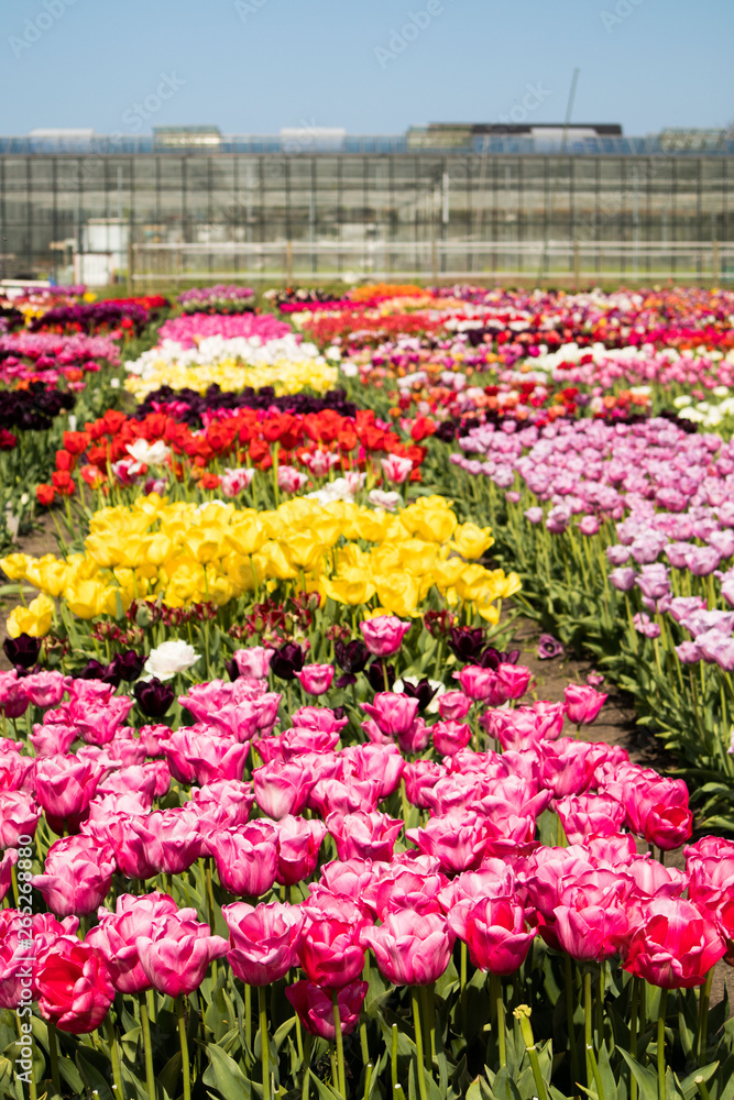 Tulip fields the Netherlands