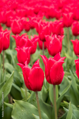 Tulip fields the Netherlands