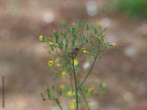 黄色い小さな花を咲かせた雑草 © Honki_Kumanyan