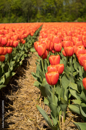 Tulip fields the Netherlands