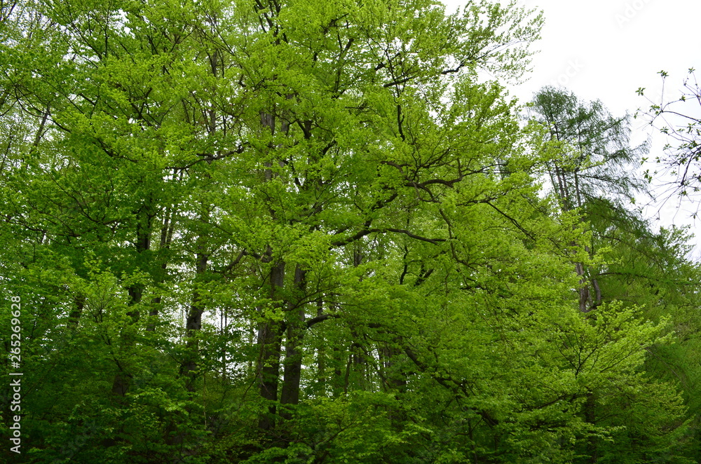 Obraz premium Spring beech forest with fresh light green foliage