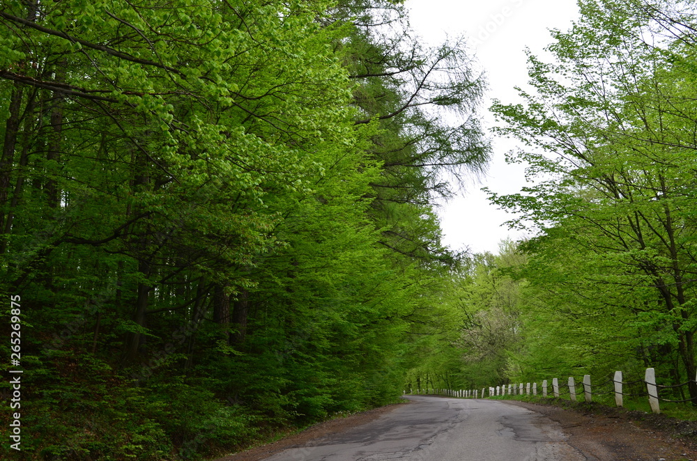 Obraz premium Spring beech forest with fresh light green foliage