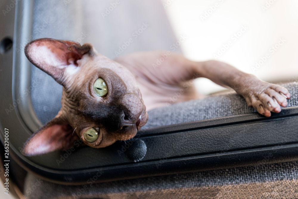 muzzle bald cat, the cat of breed the canadian Sphynx