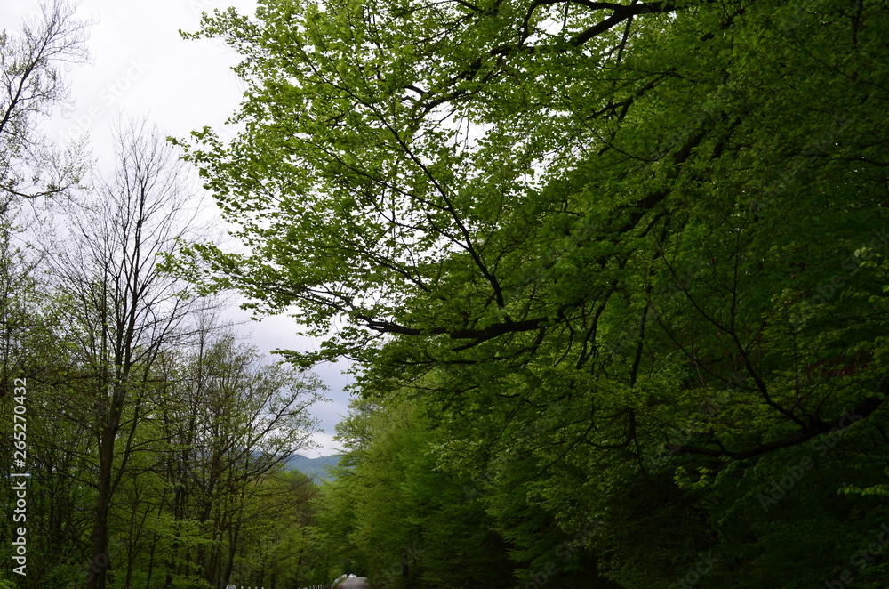 Fototapeta premium Spring beech forest with fresh light green foliage