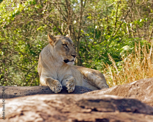 Female Lion Sitting on Rocks
