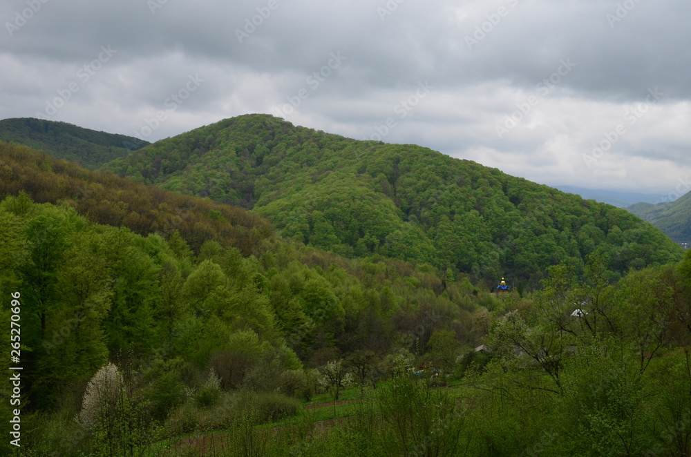 Spring beech forest with fresh light green foliage Spring beech forest with fresh light green foliage