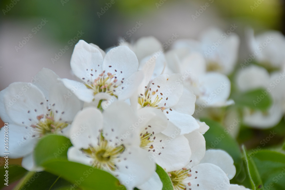 Fototapeta premium tree