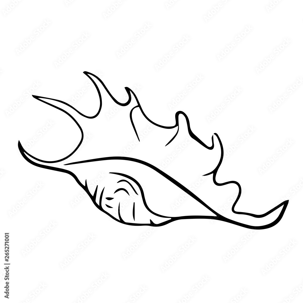 Beautiful seashell line drawing illustration Beautiful seashell line drawing illustration