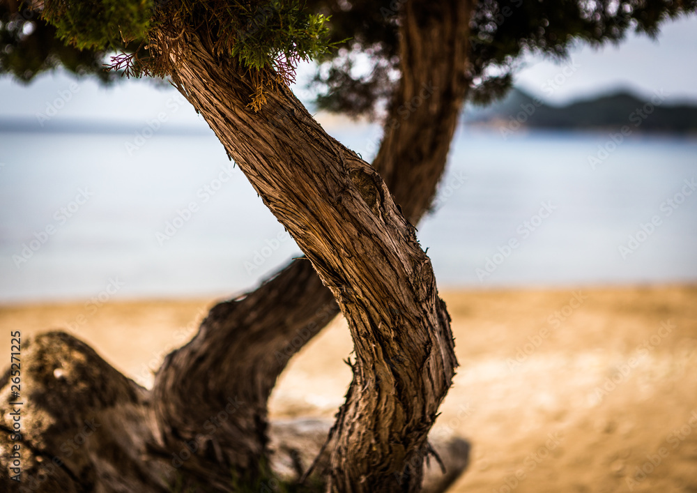 DNS Bäume am Strand