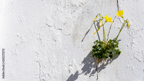 Wallpaper Mural Blume an weißer Wand Torontodigital.ca
