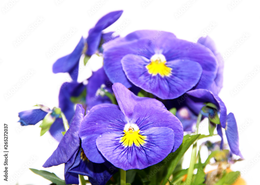 Pansy is a amazing flower and its colour combination is great. Viola tricolor var. hortensis. Viola Wittrockianna isolated on white