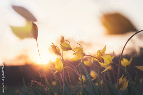 Tulipa scythica sylvestris. Yellow rare meadow flower tulip blossoms in april. Disappearing plants from Red book photo