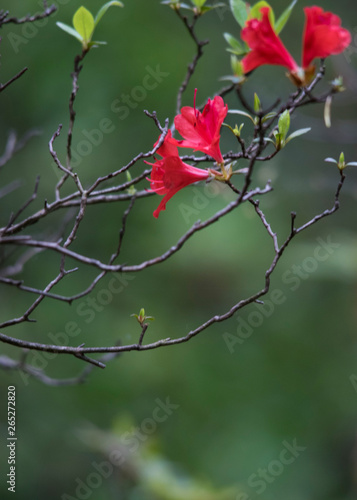 azalea  photo