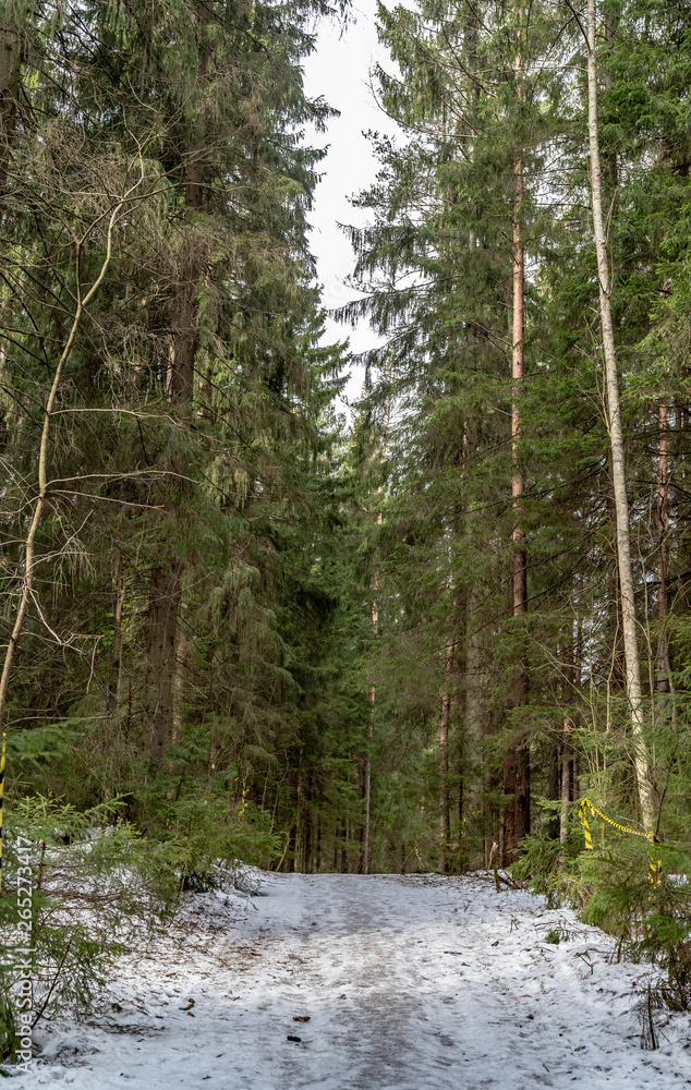 Footpath with a thin layer of snow in the forest in early spring. Tall green trees Footpath with a thin layer of snow in the forest in early spring. Tall green trees