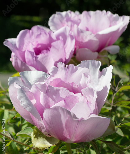 Flower Paeonia suffruticosa pink blooms in the garden in spring
