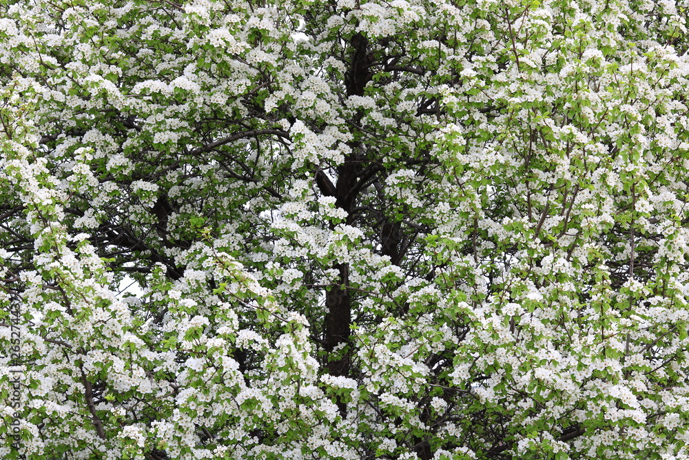 Beautiful white apple blossoms and green apple tree leaves in apple garden in good sunny weather in spring Beautiful white apple blossoms and green apple tree leaves in apple garden in good sunny weather in spring