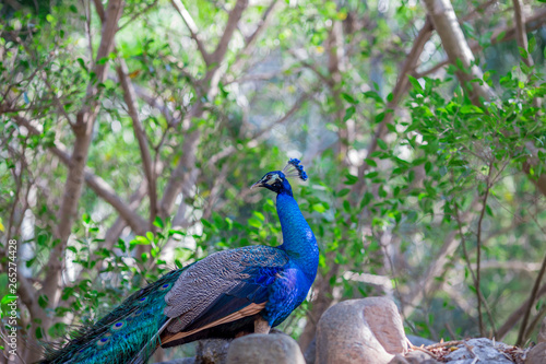 Wallpaper Mural The background of a peacock animal, is a group of animals and is blurred by the movement of food, popular for education in the zoo or breeding on the farm. Torontodigital.ca