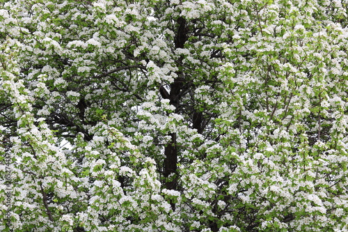 Beautiful white apple blossoms and green apple tree leaves in apple garden in good sunny weather in spring